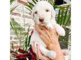 Goldendoodle Puppy for sale in Diamondhead, MS, USA