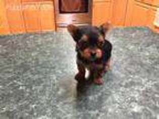 Yorkshire Terrier Puppy for sale in Lucasville, OH, USA
