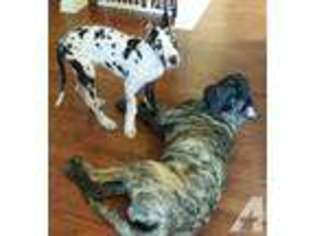 Great Dane Puppy for sale in FORT LEE, VA, USA