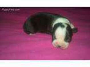 Boston Terrier Puppy for sale in Lockhart, TX, USA
