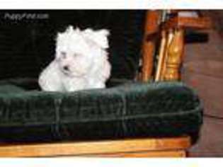 Maltese Puppy for sale in Elbert, CO, USA