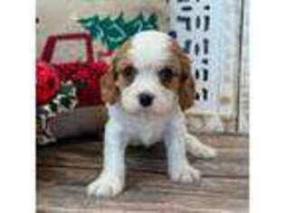 Cavalier King Charles Spaniel Puppy for sale in Memphis, MO, USA