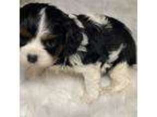 Cavalier King Charles Spaniel Puppy for sale in Huntington, NY, USA
