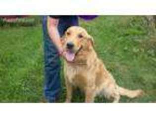 Golden Retriever Puppy for sale in Clear Lake, WI, USA