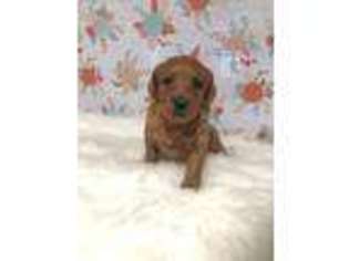 Labradoodle Puppy for sale in Calera, OK, USA