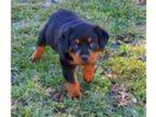 Rottweiler Puppy for sale in Fillmore, IL, USA