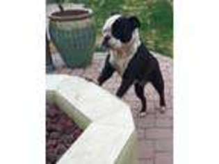 Olde English Bulldogge Puppy for sale in Surprise, AZ, USA