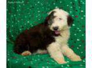 Old English Sheepdog Puppy for sale in American Falls, ID, USA