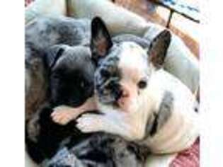 French Bulldog Puppy for sale in Poplarville, MS, USA