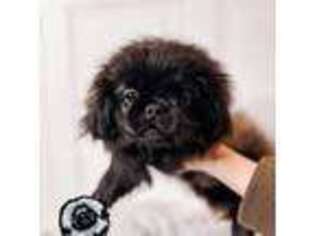 Pekingese Puppy for sale in Tampa, FL, USA