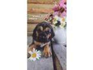 Bloodhound Puppy for sale in Mount Gilead, OH, USA