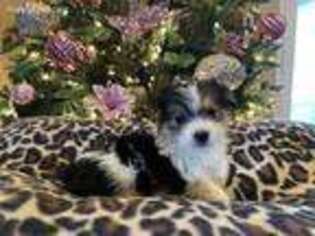 Yorkshire Terrier Puppy for sale in Broken Bow, OK, USA