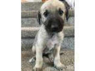 Irish Wolfhound Puppy for sale in West Lafayette, IN, USA