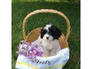 Cavapoo Puppy for sale in Augusta, WV, USA