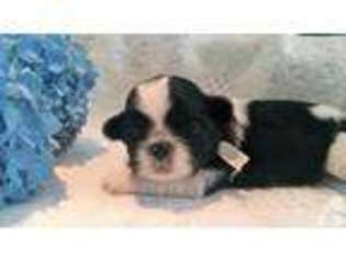 Mutt Puppy for sale in SEEKONK, MA, USA