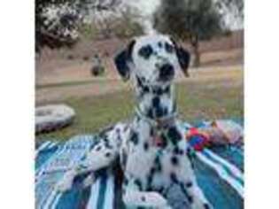 Dalmatian Puppy for sale in Peoria, AZ, USA