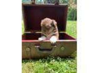 Miniature Australian Shepherd Puppy for sale in North Smithfield, RI, USA