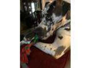 Great Dane Puppy for sale in Lansdale, PA, USA