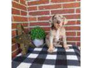 Great Dane Puppy for sale in Durand, IL, USA