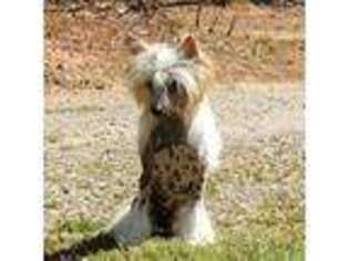 Chinese Crested Puppy for sale in Jacksonville, NC, USA