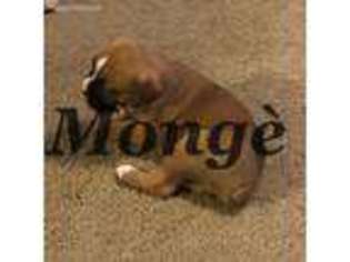 Boxer Puppy for sale in Thompson, MO, USA
