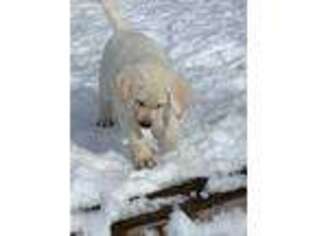 Labrador Retriever Puppy for sale in Klamath Falls, OR, USA