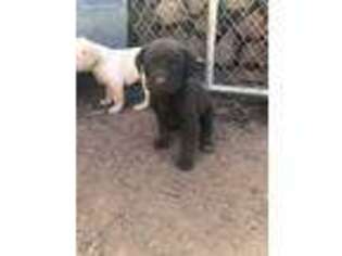 Labrador Retriever Puppy for sale in Show Low, AZ, USA