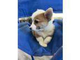 Pembroke Welsh Corgi Puppy for sale in Spiro, OK, USA
