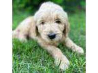 Goldendoodle Puppy for sale in Portland, ME, USA