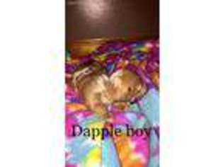 Dachshund Puppy for sale in Springville, NY, USA