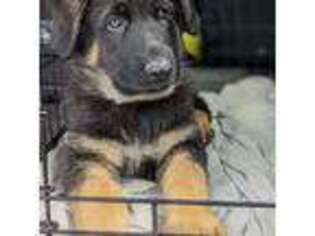 German Shepherd Dog Puppy for sale in Frederic, WI, USA