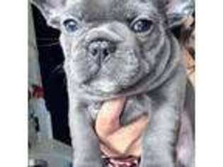 French Bulldog Puppy for sale in Suisun City, CA, USA