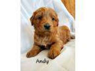 Goldendoodle Puppy for sale in Colby, WI, USA