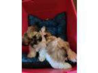 Mutt Puppy for sale in Howard Beach, NY, USA
