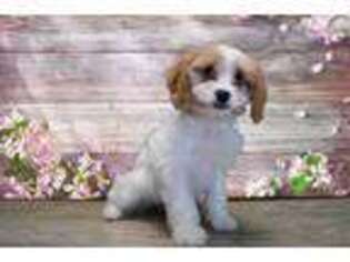 Cavapoo Puppy for sale in Saint George, UT, USA