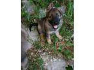 German Shepherd Dog Puppy for sale in Lake Geneva, WI, USA