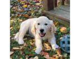 Golden Retriever Puppy for sale in Clearwater, MN, USA