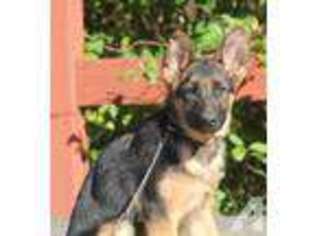 German Shepherd Dog Puppy for sale in KENT, WA, USA