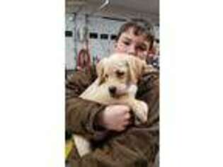Labrador Retriever Puppy for sale in Brushton, NY, USA