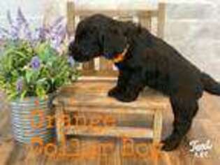 Labradoodle Puppy for sale in Cleveland, TX, USA