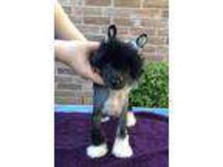 Chinese Crested Puppy for sale in Dallas, TX, USA