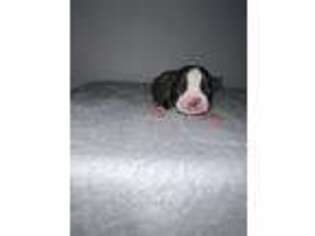 Boston Terrier Puppy for sale in Fairdealing, MO, USA