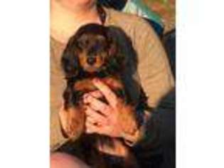 Dachshund Puppy for sale in Ethel, WA, USA