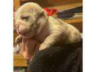 Bulldog Puppy for sale in Keota, OK, USA