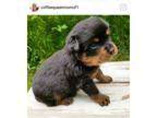 Rottweiler Puppy for sale in Pine Grove, PA, USA