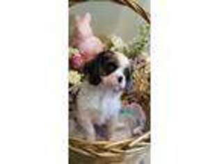 Cavalier King Charles Spaniel Puppy for sale in Bloomingdale, MI, USA