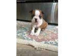 Boston Terrier Puppy for sale in Wilmer, AL, USA