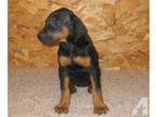 Doberman Pinscher Puppy for sale in LACONIA, NH, USA