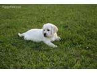 Labrador Retriever Puppy for sale in Sidman, PA, USA