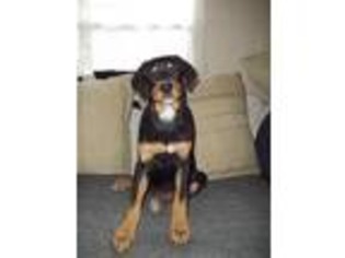 Rottweiler Puppy for sale in Niangua, MO, USA